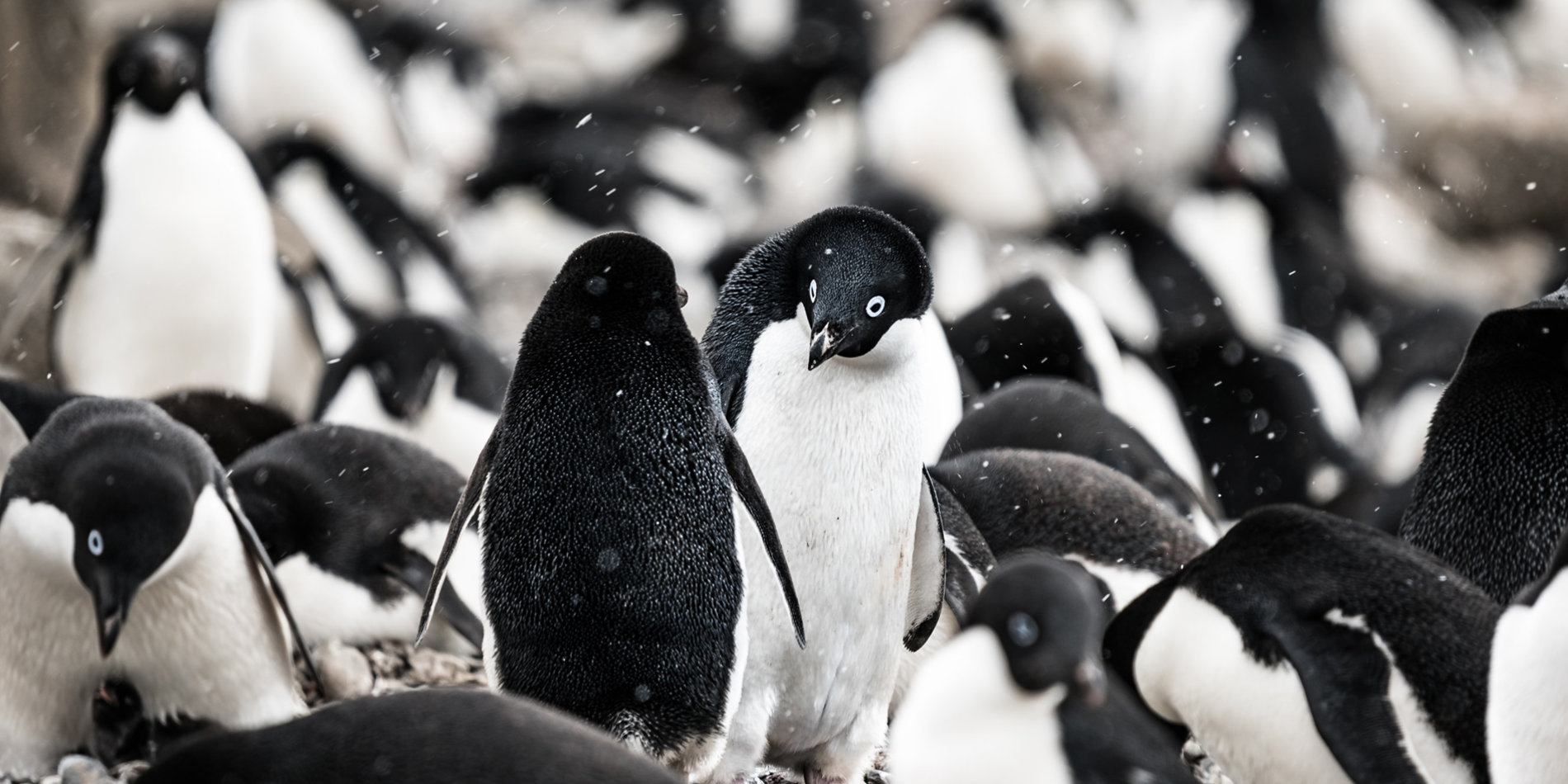 
A penguin colony | Unsplash/Hubert Neufeld