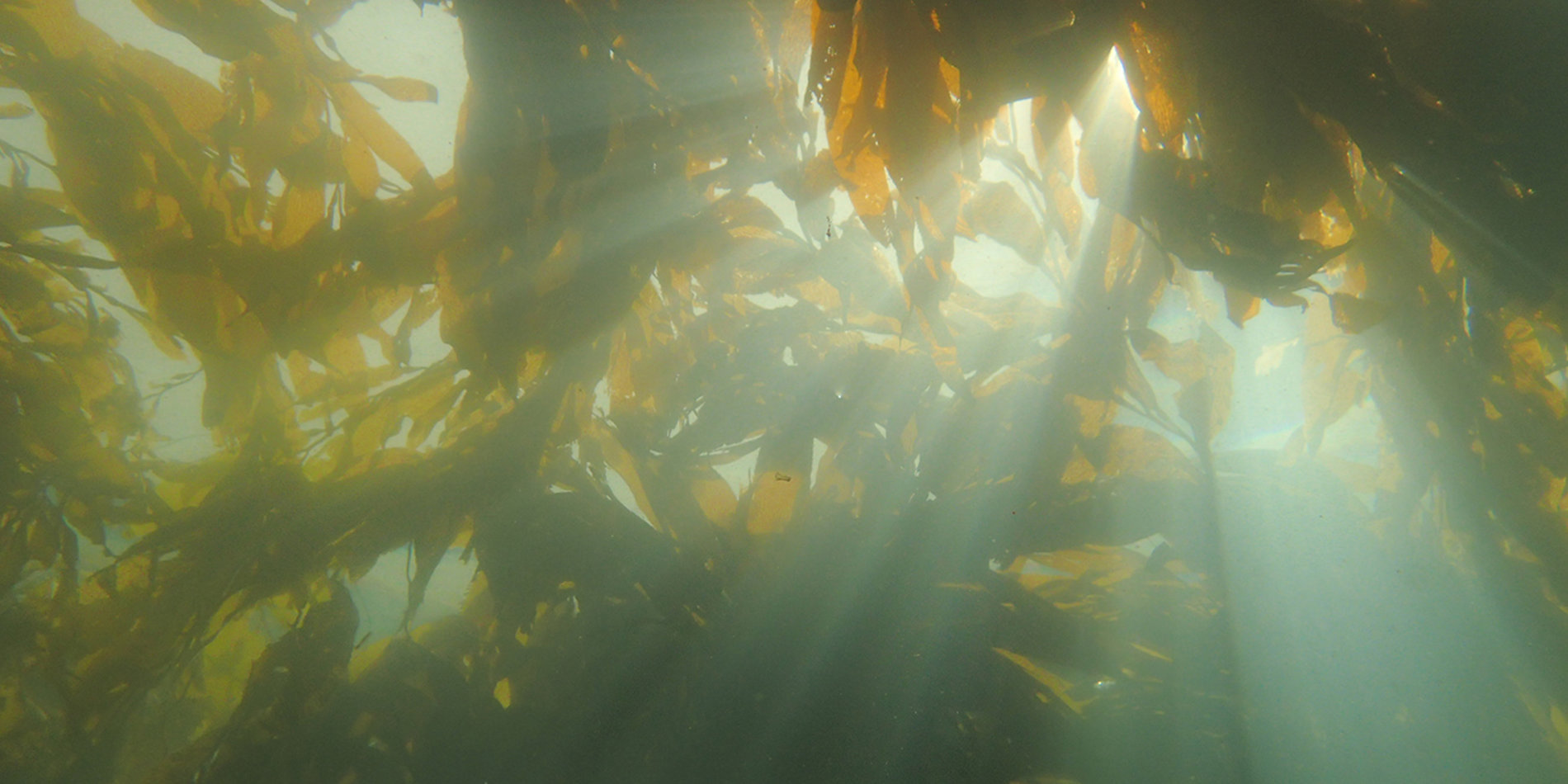 
Giant kelp (Macrocystis pyrifera) surface canopy in Monterey Bay, California. | Image courtesy of Christy Varga