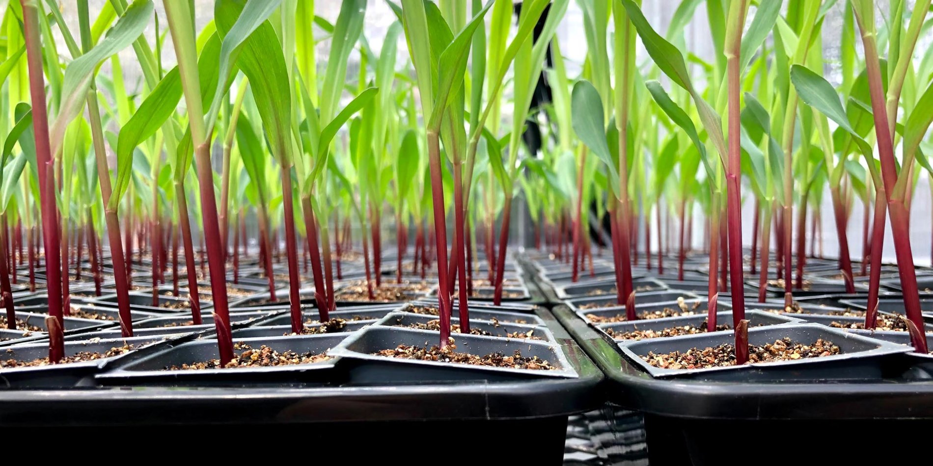 
The researchers experimented on maize, pictured above, and other crops to test the effect engineered microbes have on plant growth and health. | Courtesy