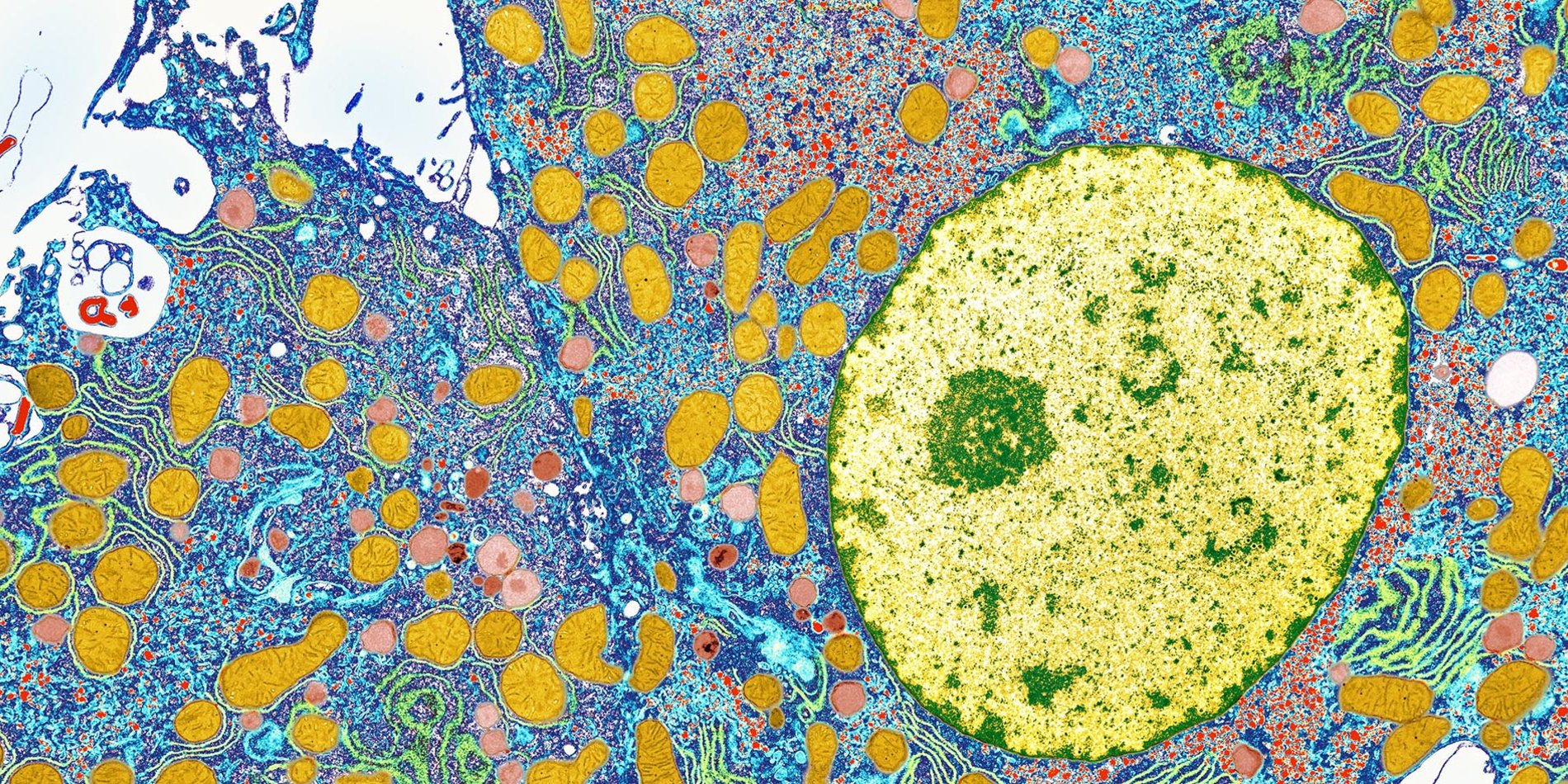 
Liver cells | ScienceSource/MedImage