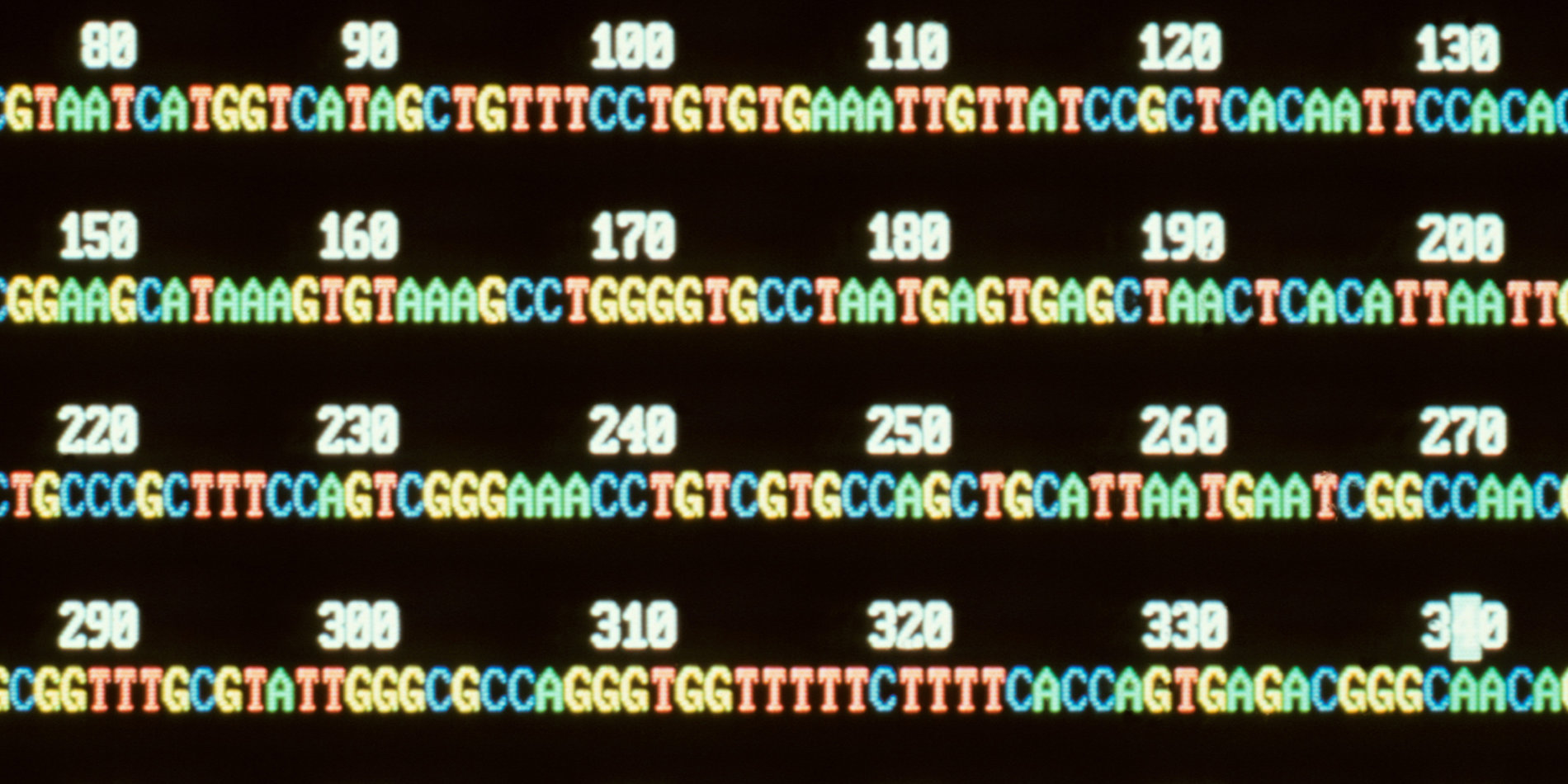 
A computer screen displays part of a human genetic sequence. | Science Source/Philippe Plailly