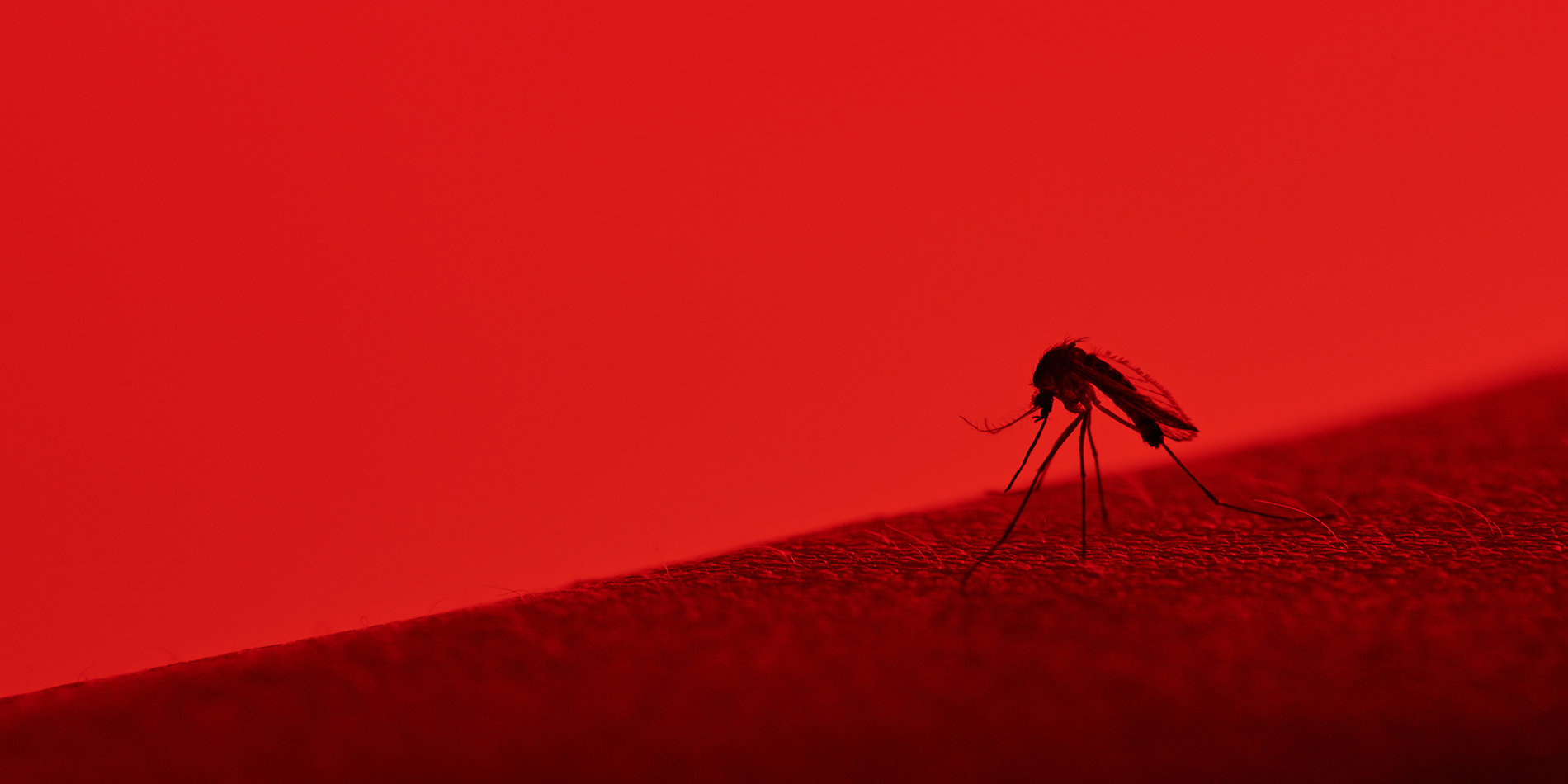 
More than mere pests, mosquitoes can carry deadly diseases, including malaria, yellow fever, West Nile virus and Zika. | Photo by iStock/dimarik