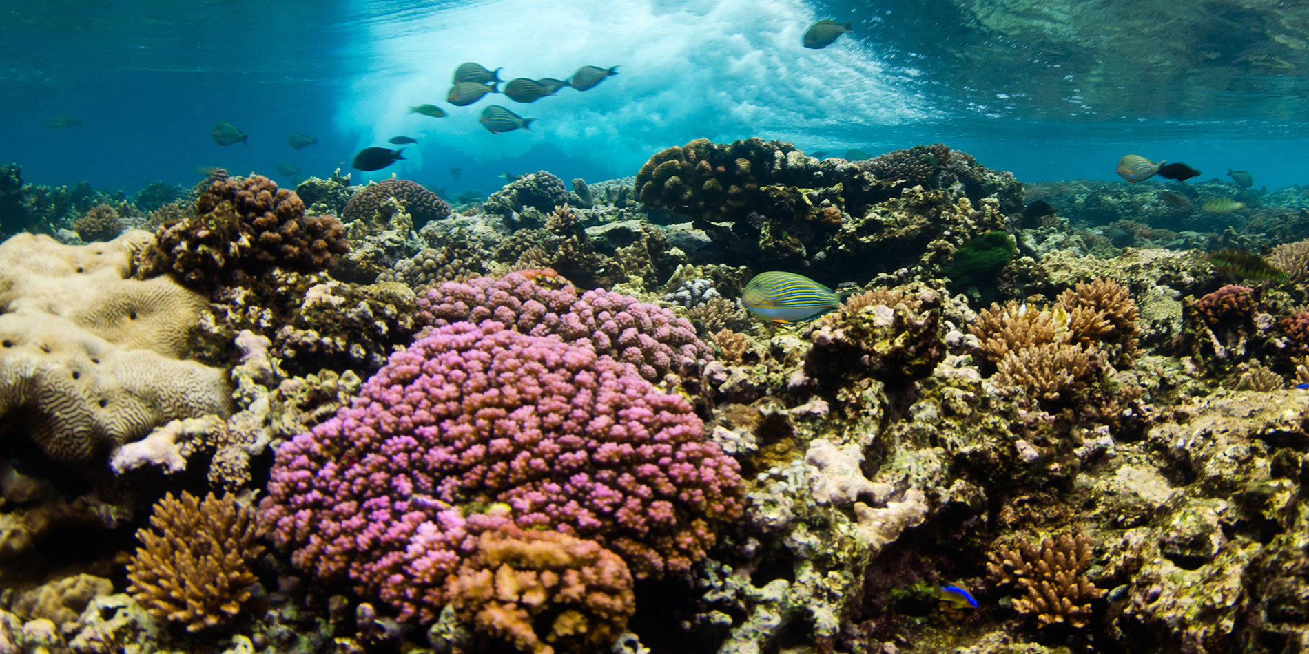 
Could better mapping help prevent the process of “bleaching” that turns coral ecosystems into lifeless white rock? | iStock/David_Slater