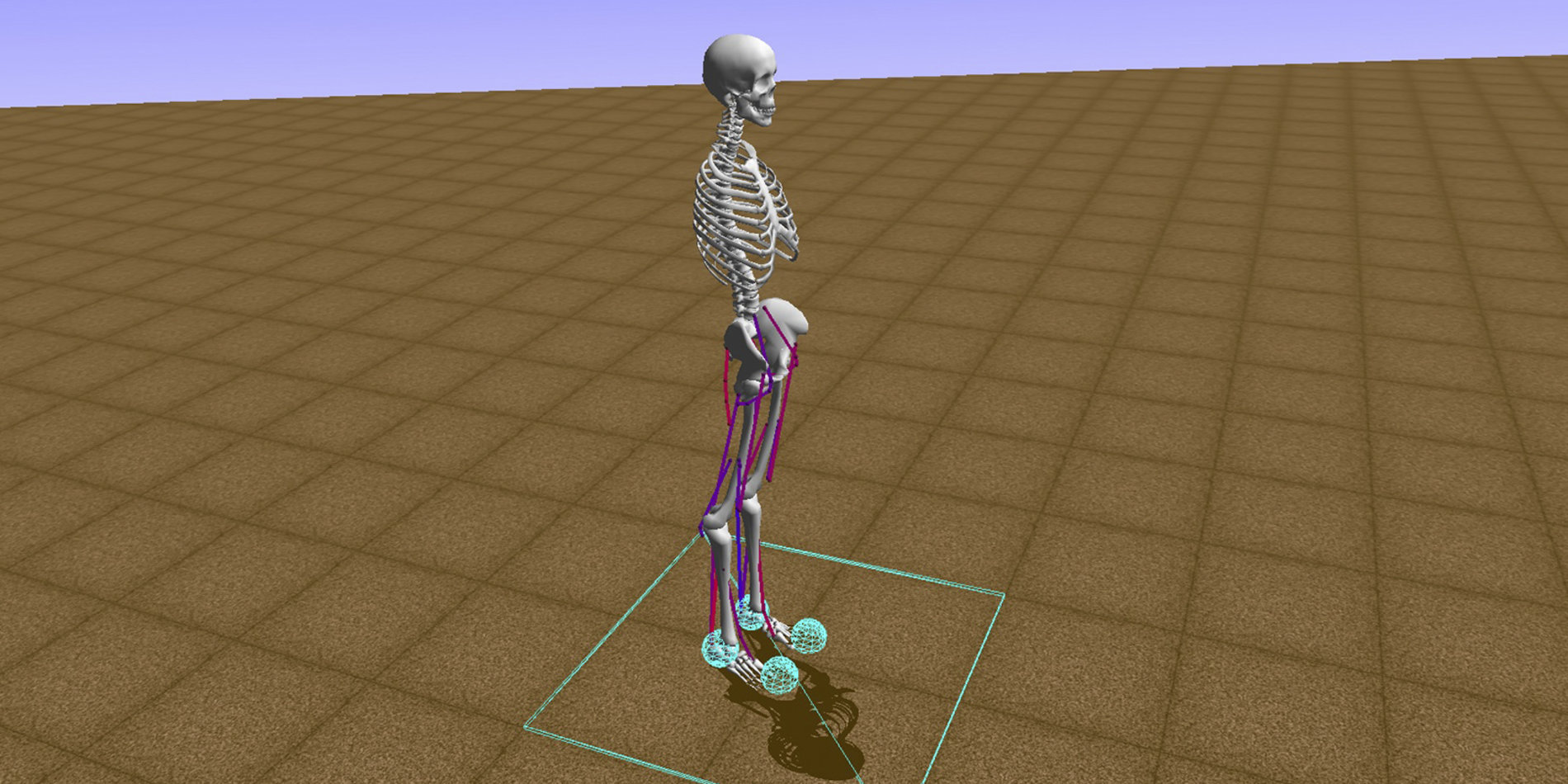 
A computer model similar to those participating in the “Learning to Run” machine learning competition. | Stanford Neuromuscular Biomechanics Lab