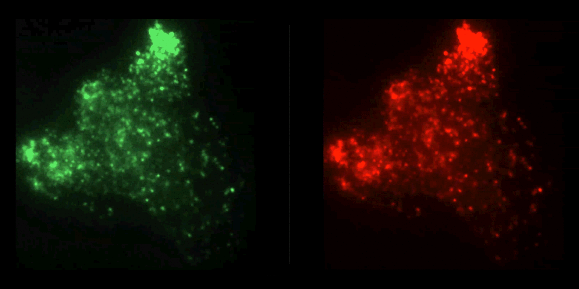 
Long-lasting fluorescent protein tags can track molecules in cells for an hour rather than seconds.| Video courtesy of Rajarshi Ghosh, Drea Sullivan 