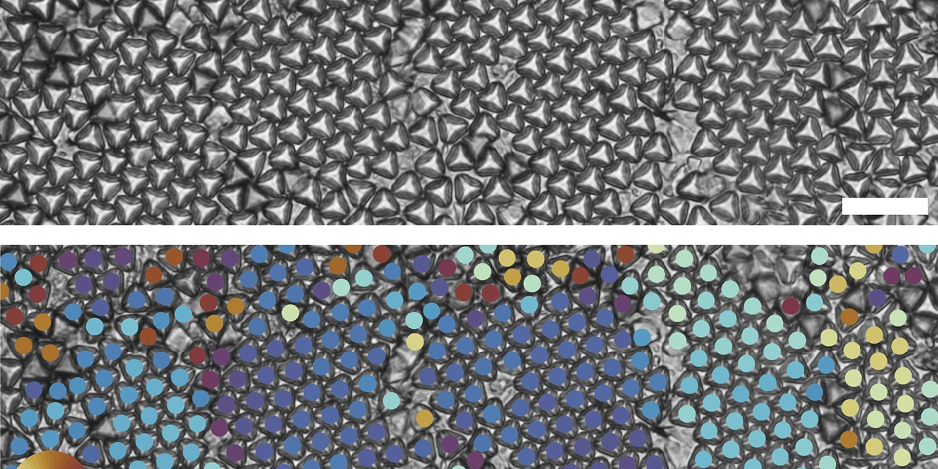 Microscopic images of colored, oriented hexagonal grains.