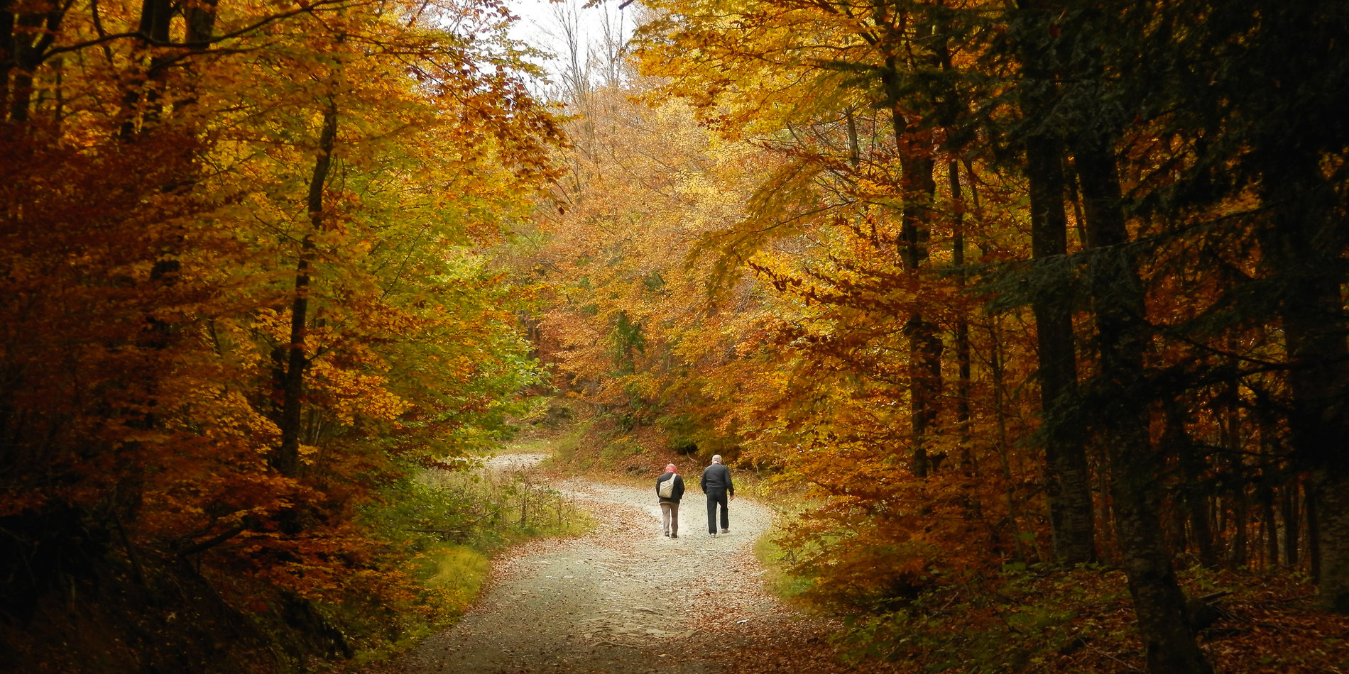 Man and woman walking outdoors in the woods
