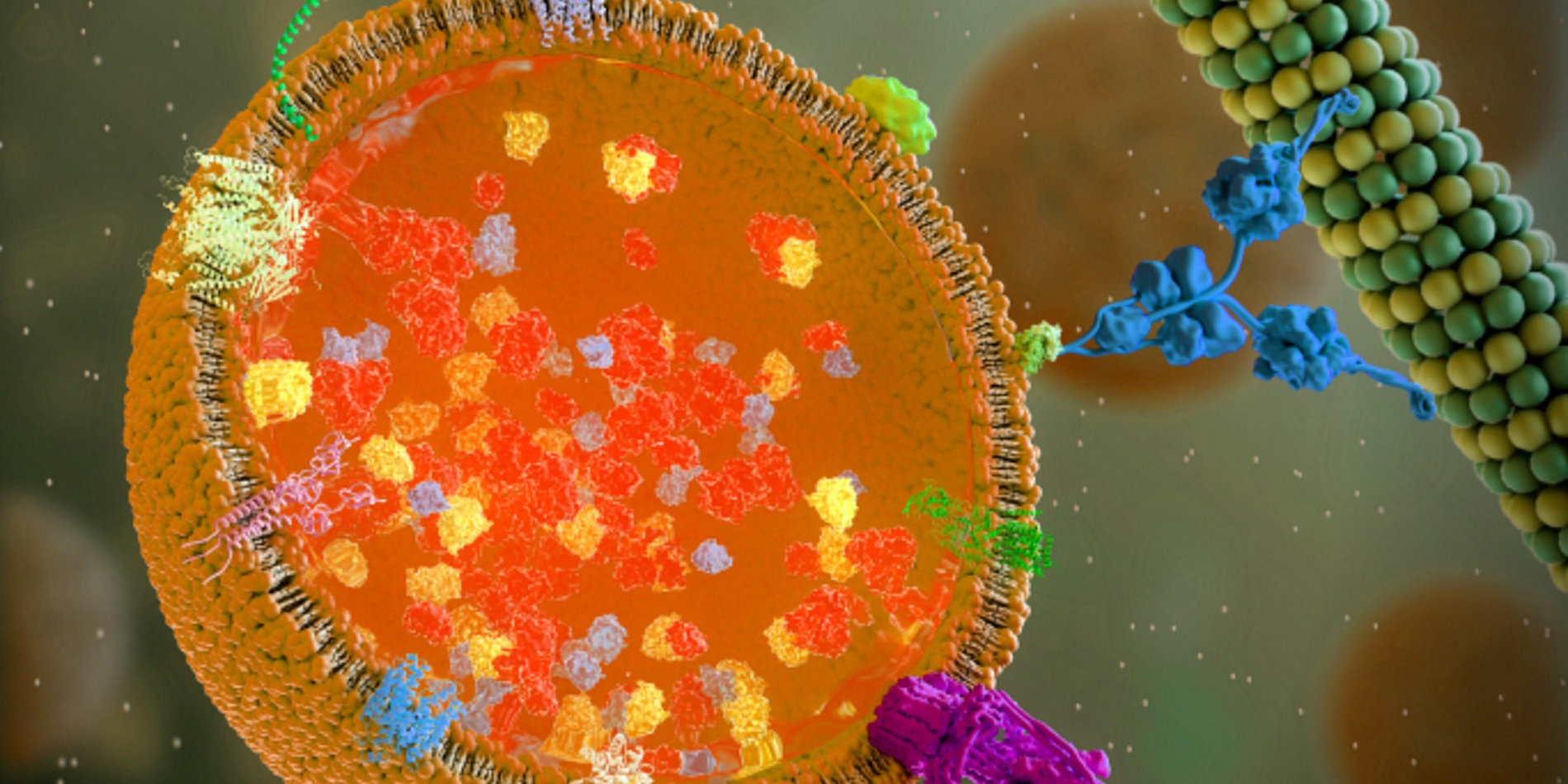 Illustration of a cross-section of a lysosome that contains hydrolytic enzymes (bright orange).
