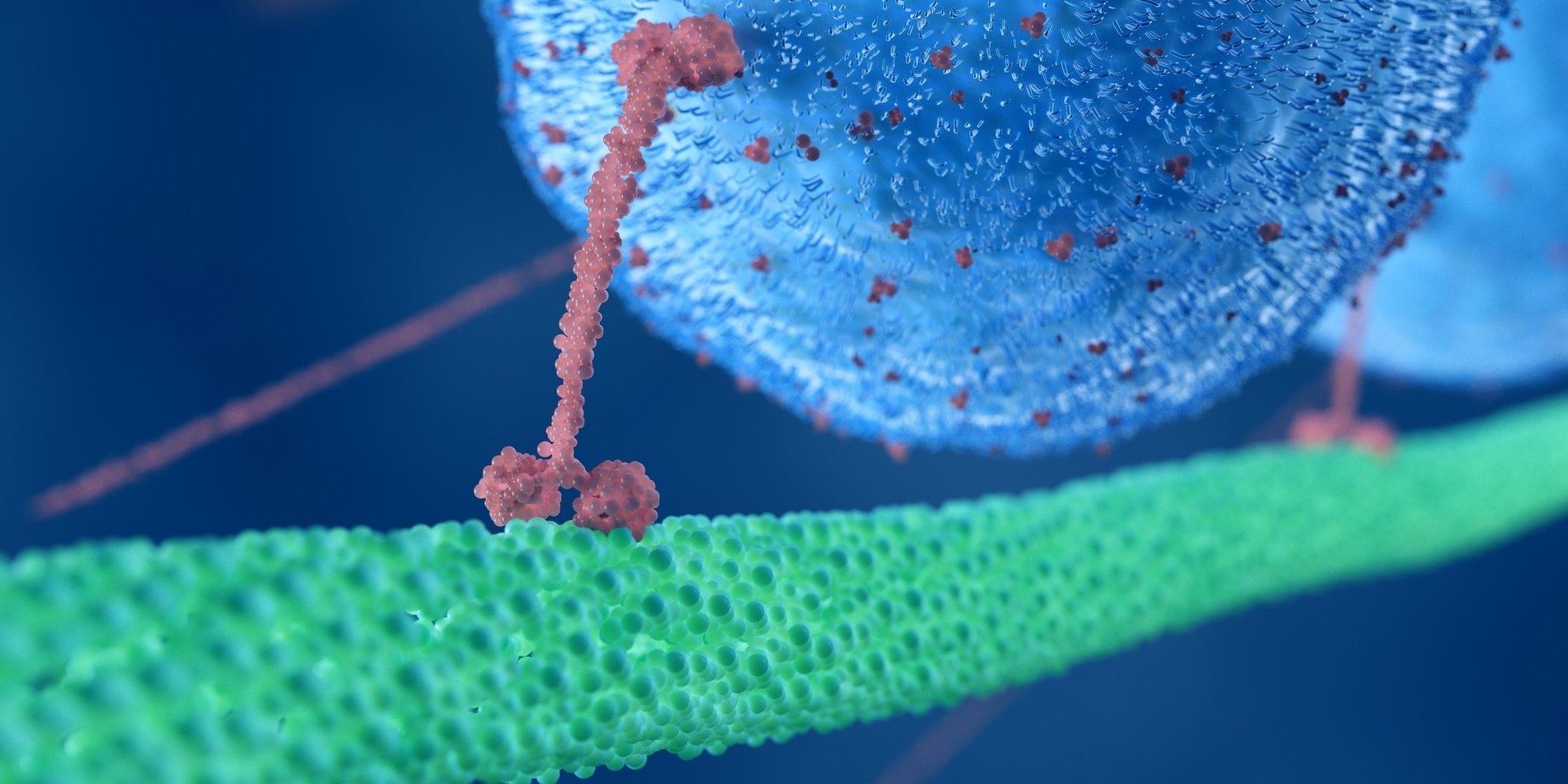 3D rendered illustration of a motor protein