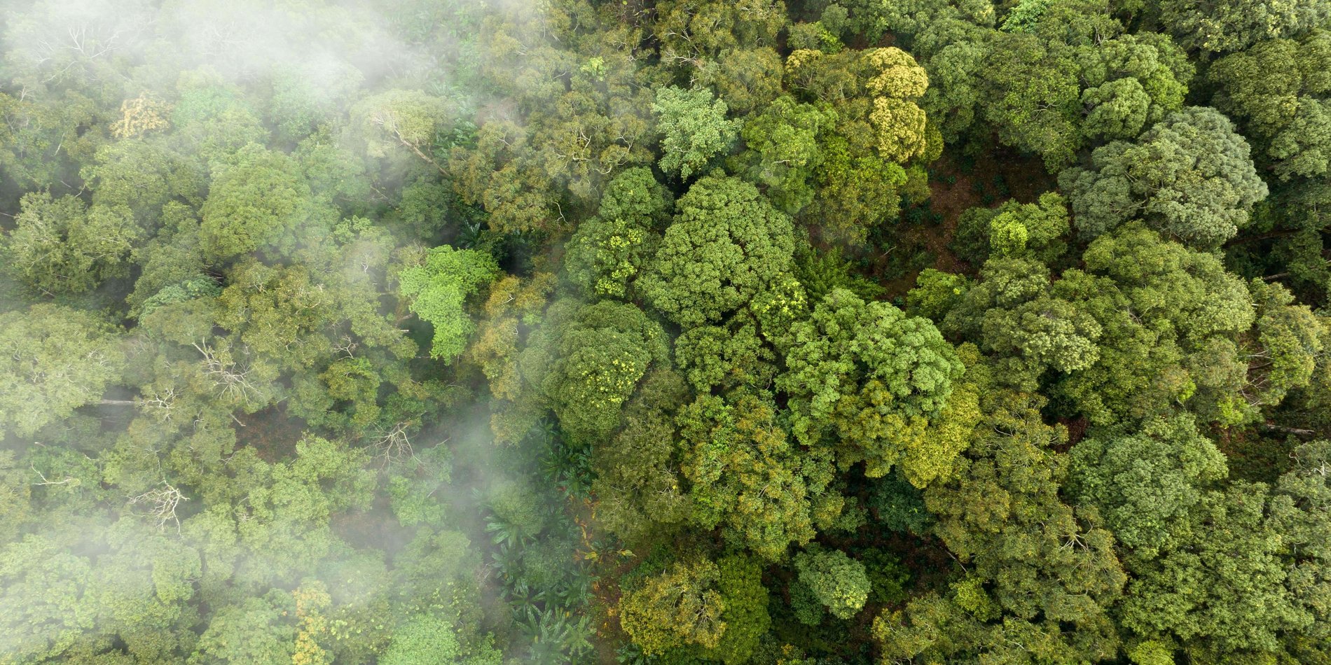 Aerial view of forest with mist.