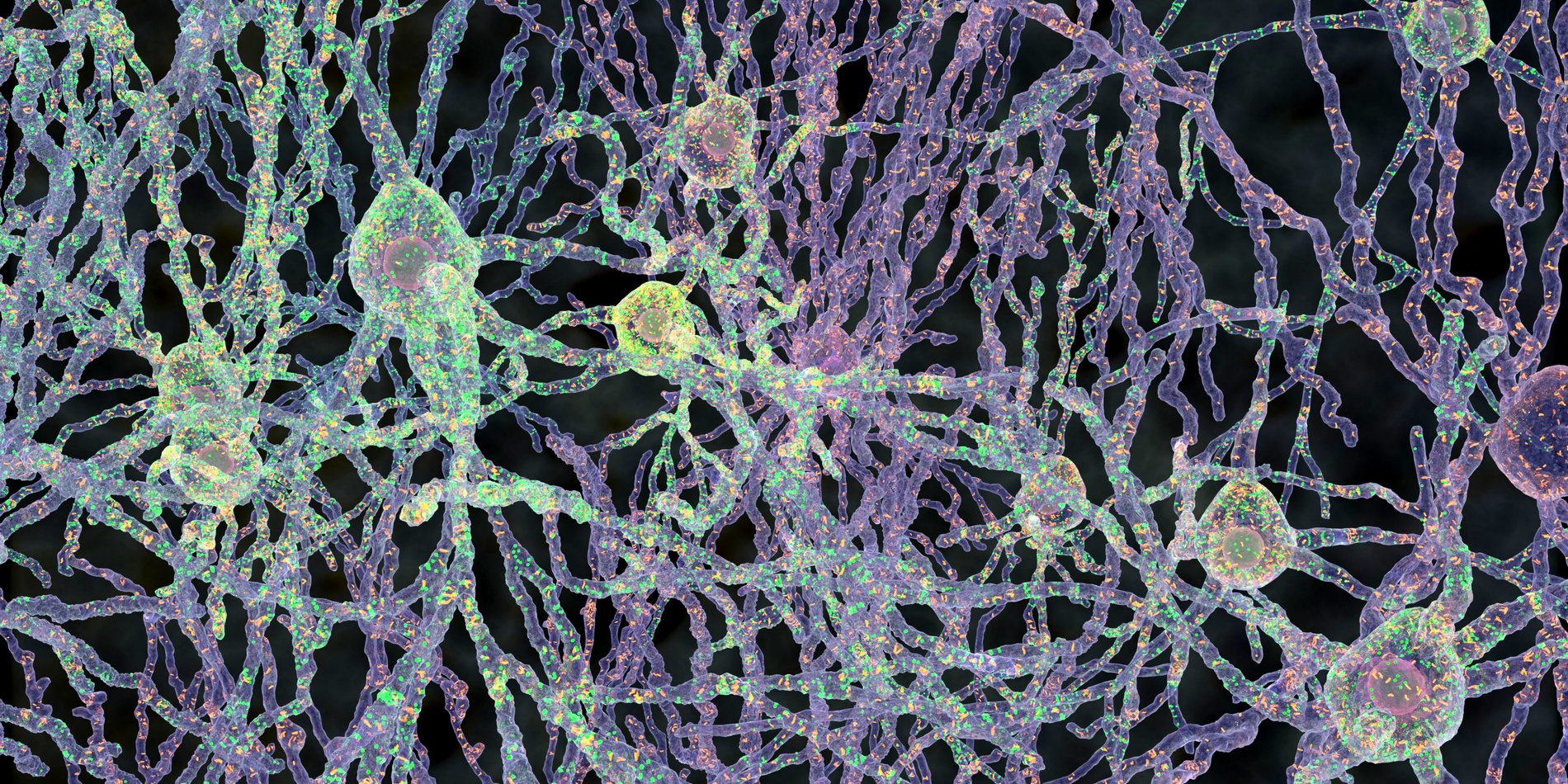 Multicolored neural cells with intricate connections.